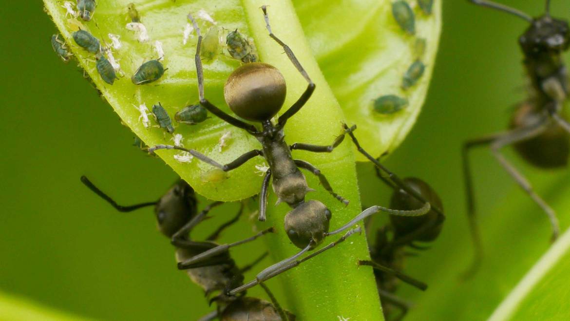 Ant Treatment