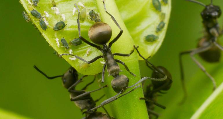 Ant Treatment