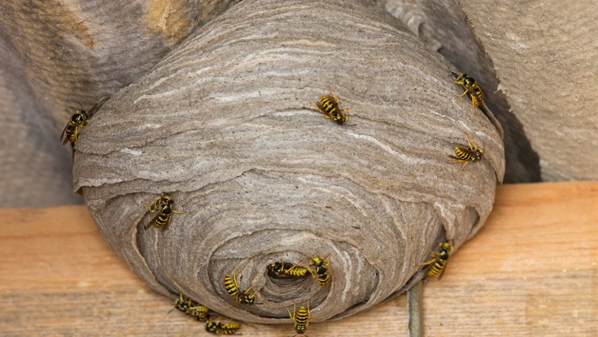 Wasp Nests