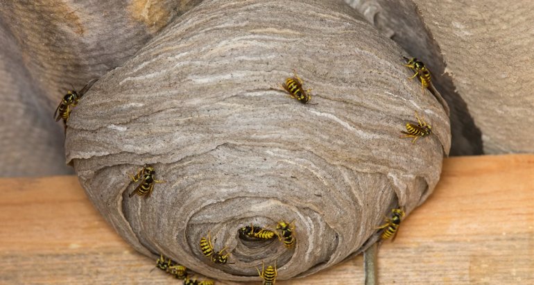 Wasp Nests