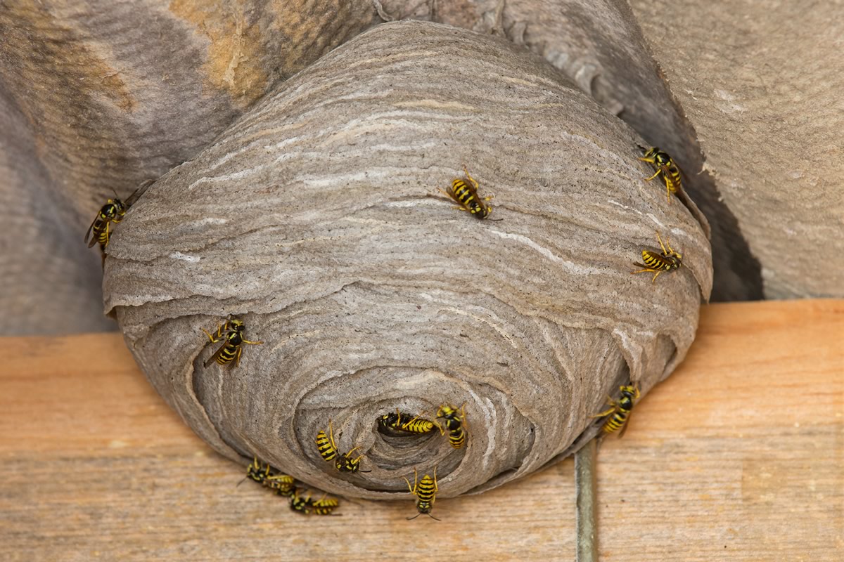 Wasp Nests Euroex Pest Control